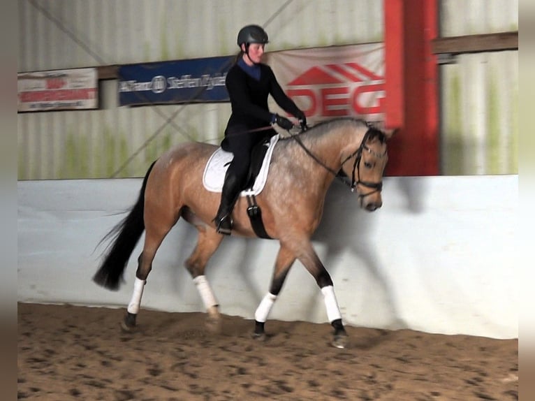 Mecklenburger Warmblut Wallach 8 Jahre 169 cm Buckskin in Schwaan