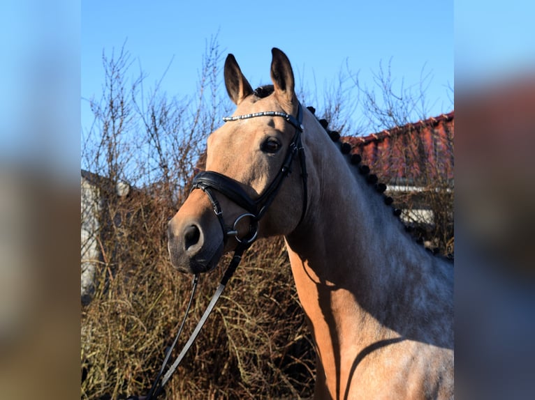 Mecklenburger Warmblut Wallach 8 Jahre 169 cm Buckskin in Schwaan