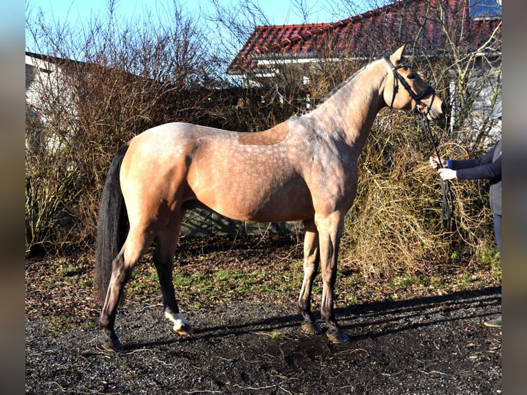 Mecklenburger Warmblut Wallach 8 Jahre 169 cm Buckskin in Schwaan