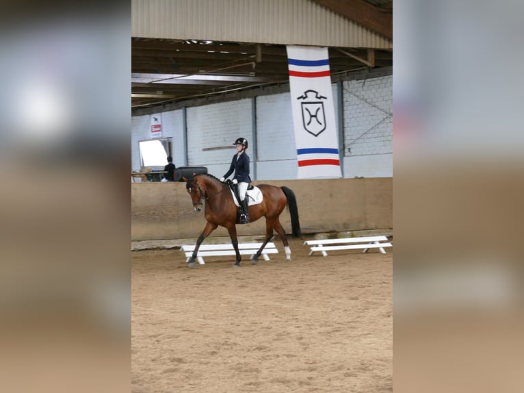 Mecklenburger Warmblut Wallach 8 Jahre 170 cm Brauner in Henstedt-Ulzburg