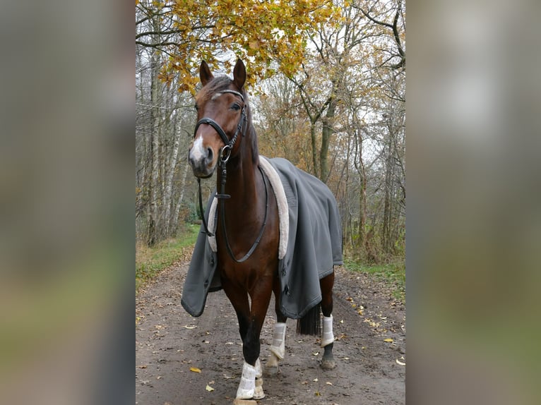 Mecklenburger Warmblut Wallach 8 Jahre 170 cm Brauner in Henstedt-Ulzburg