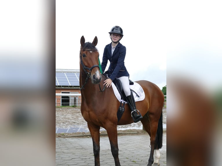 Mecklenburger Warmblut Wallach 8 Jahre 170 cm Brauner in Henstedt-Ulzburg