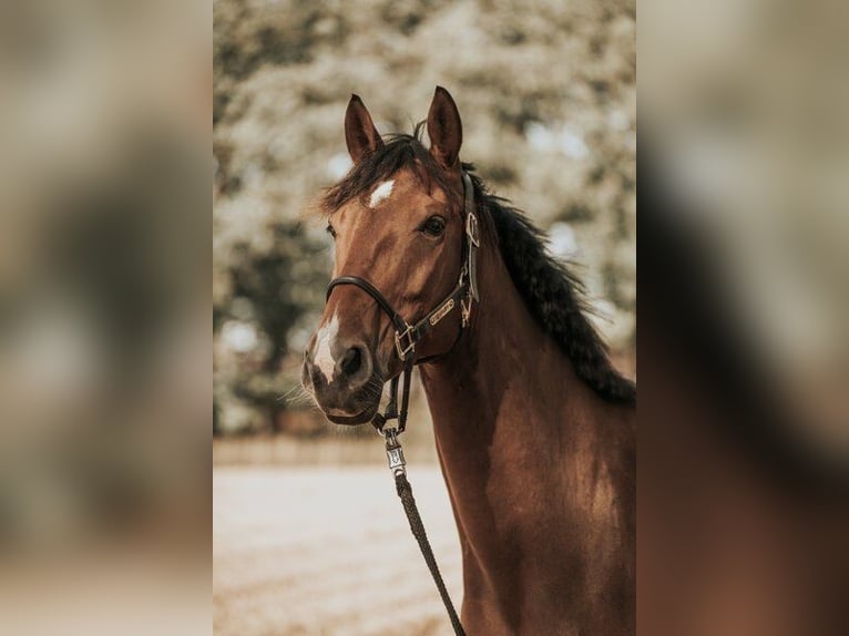 Mecklenburger Warmblut Wallach 8 Jahre 170 cm Brauner in Henstedt-Ulzburg