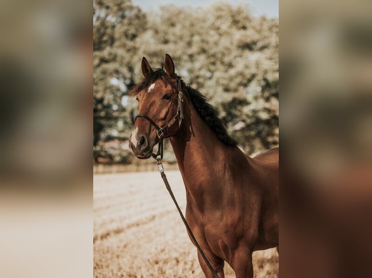 Mecklenburger Warmblut Wallach 8 Jahre 170 cm Brauner in Henstedt-Ulzburg