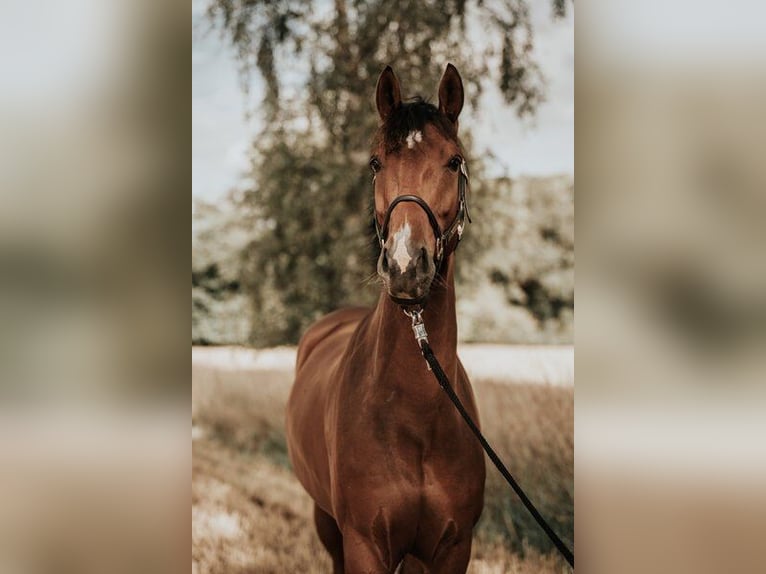 Mecklenburger Warmblut Wallach 8 Jahre 170 cm Brauner in Henstedt-Ulzburg