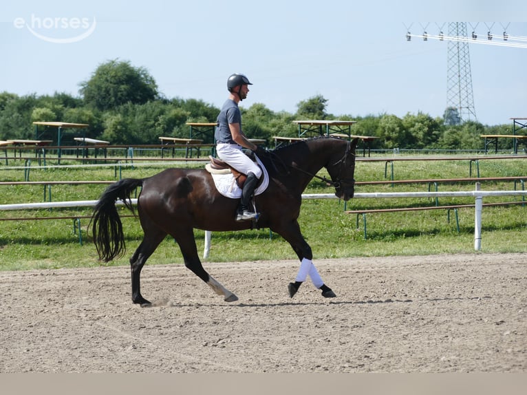 Mecklenburger Warmblut Wallach 8 Jahre 171 cm  in Ganschow