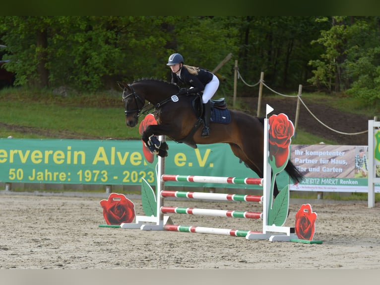 Mecklenburger Warmblut Wallach 8 Jahre 172 cm Brauner in Wriedel