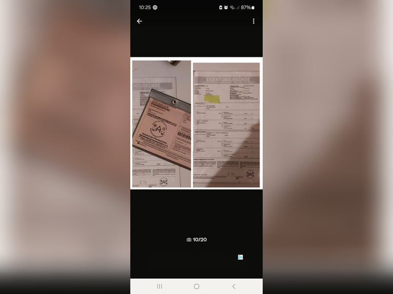 Mecklenburger Warmblut Wallach 8 Jahre 173 cm Brauner in Hagenow