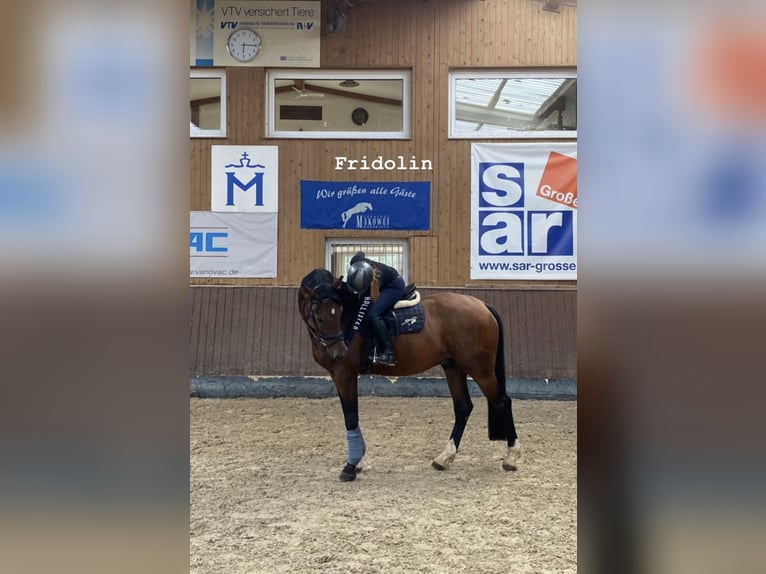 Mecklenburger Warmblut Wallach 8 Jahre 173 cm Dunkelbrauner in Pokrent