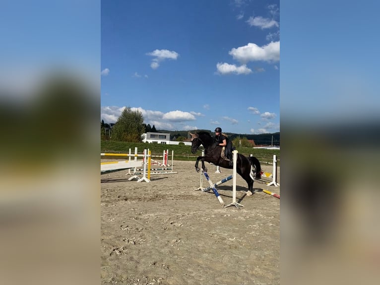 Mecklenburger Warmblut Wallach 8 Jahre 174 cm Rappe in Emmendingen