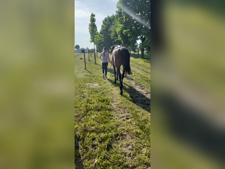 Mecklenburger Warmblut Wallach 8 Jahre 176 cm Brauner in Kavelstorf