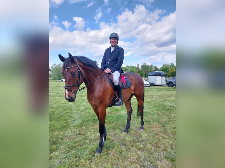 Mecklenburger Warmblut Wallach 8 Jahre 176 cm Brauner in Kavelstorf