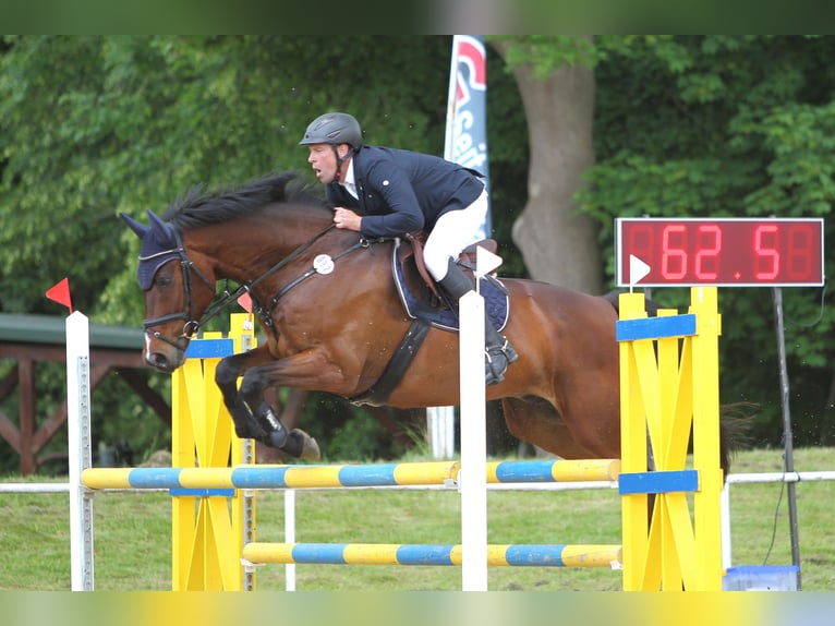 Mecklenburger Warmblut Wallach 8 Jahre 176 cm Brauner in Kavelstorf