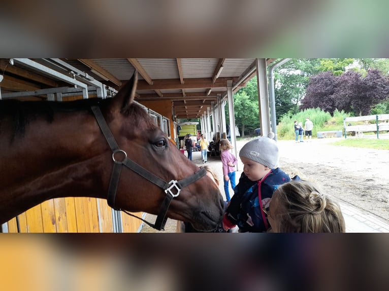 Mecklenburger Warmblut Wallach 8 Jahre 176 cm Brauner in Kavelstorf