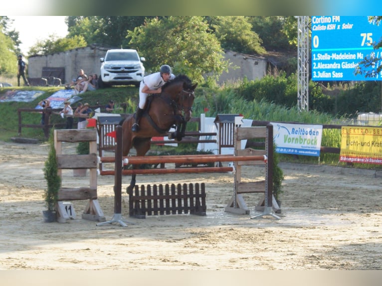 Mecklenburger Warmblut Wallach 8 Jahre 176 cm Brauner in Kavelstorf