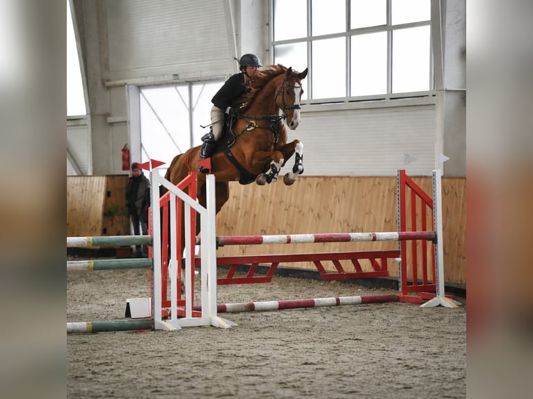 Mecklenburger Warmblut Wallach 8 Jahre 176 cm Dunkelfuchs in Hódmezővásárhely