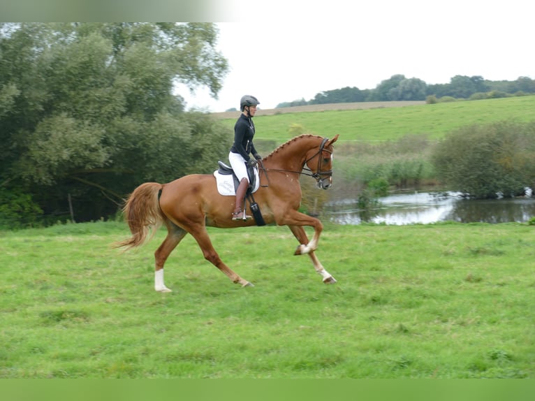 Mecklenburger Warmblut Wallach 8 Jahre 178 cm Fuchs in Ganschow