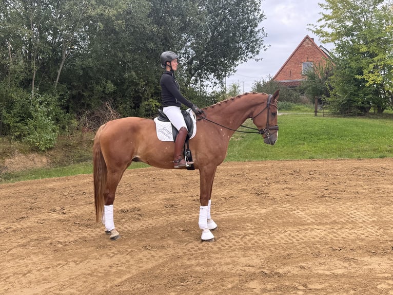 Mecklenburger Warmblut Wallach 8 Jahre 178 cm Fuchs in Ganschow