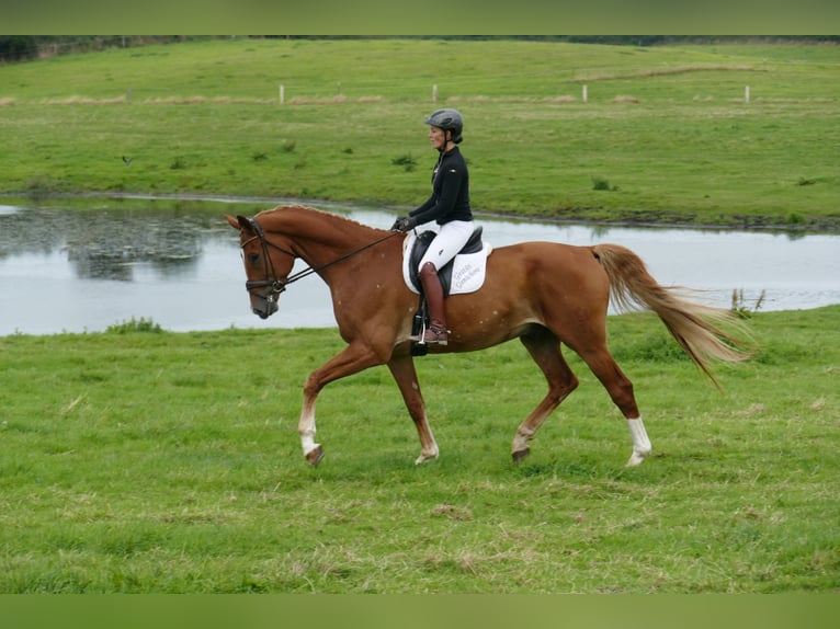 Mecklenburger Warmblut Wallach 8 Jahre 178 cm Fuchs in Ganschow