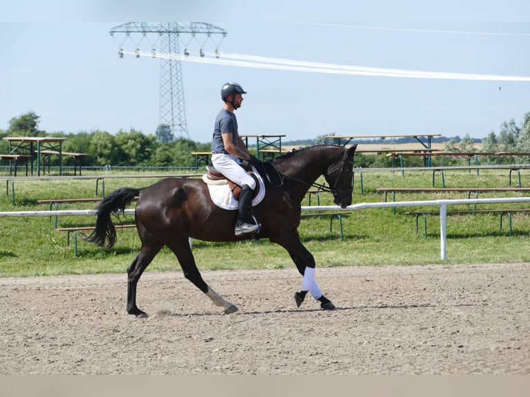 Mecklenburger Warmblut Wallach 8 Jahre  in Ganschow
