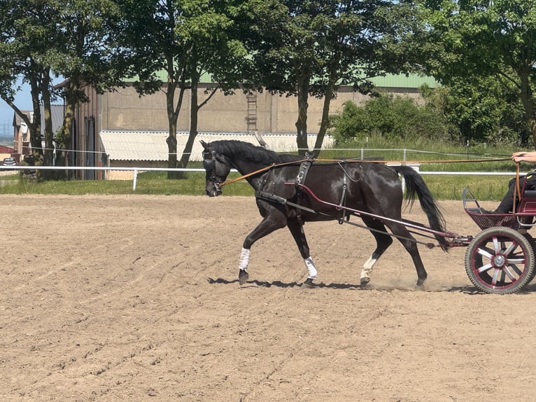 Mecklenburger Warmblut Wallach 8 Jahre  in Ganschow