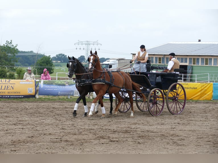 Mecklenburger Warmblut Wallach 8 Jahre  in Ganschow