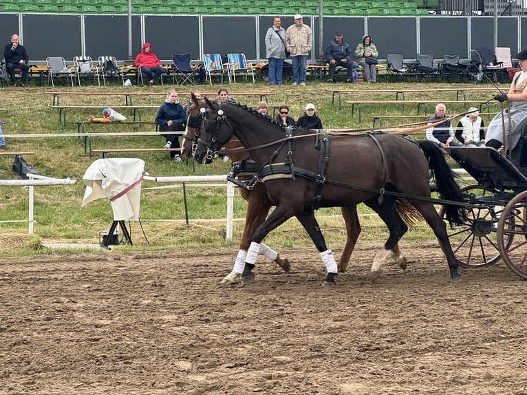 Mecklenburger Warmblut Wallach 8 Jahre  in Ganschow