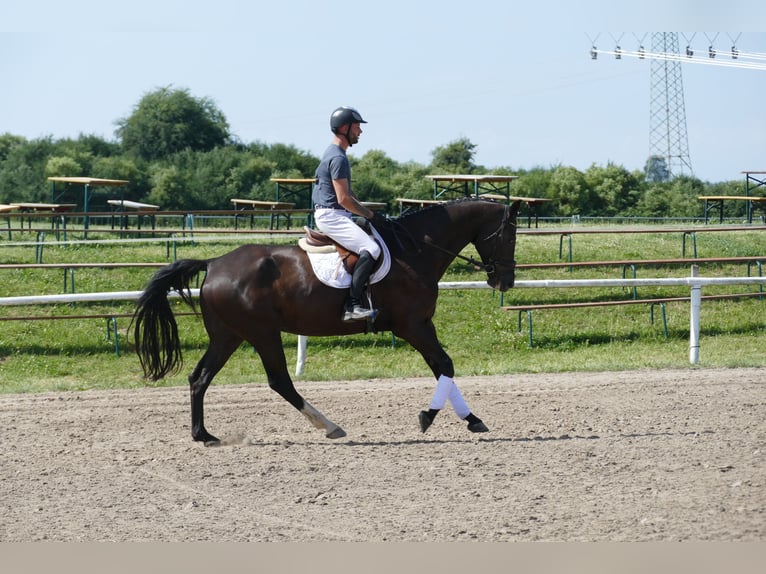 Mecklenburger Warmblut Wallach 8 Jahre  in Ganschow