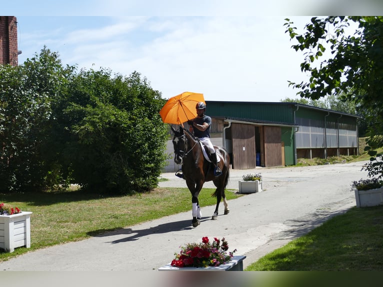 Mecklenburger Warmblut Wallach 8 Jahre  in Ganschow