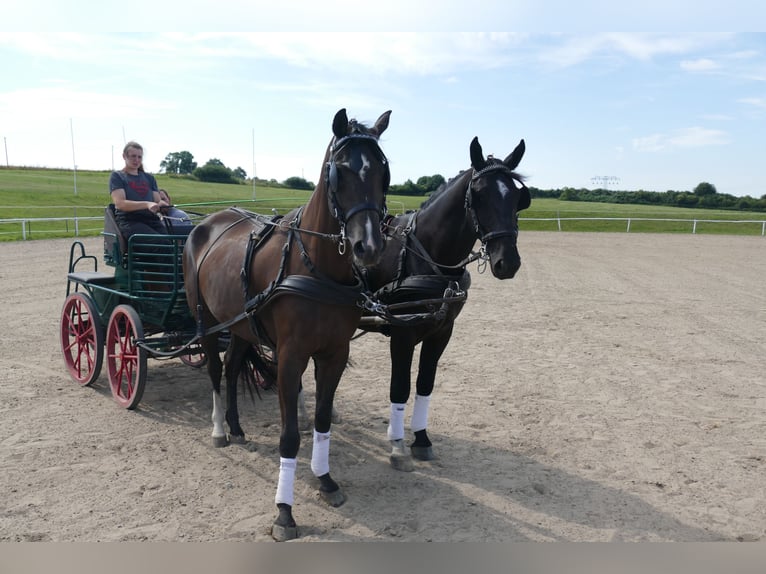 Mecklenburger Warmblut Wallach 8 Jahre  in Ganschow