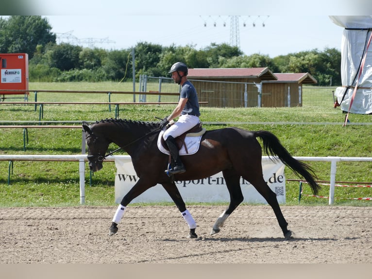 Mecklenburger Warmblut Wallach 8 Jahre  in Ganschow