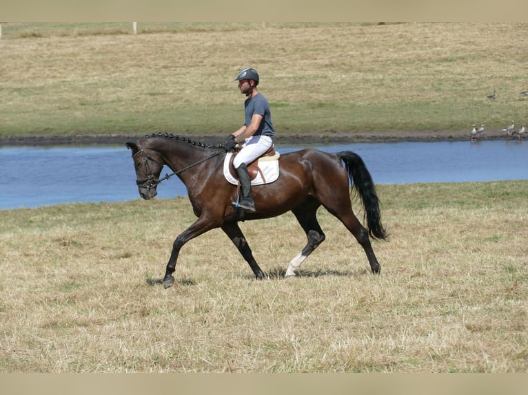 Mecklenburger Warmblut Wallach 8 Jahre  in Ganschow