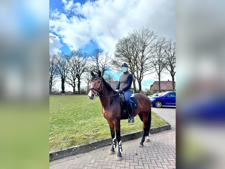 Mecklenburger Warmblut Wallach 9 Jahre 168 cm Brauner in Henstedt-Ulzburg