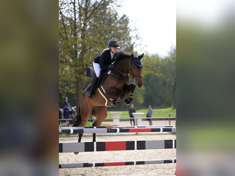 Mecklenburger Warmblut Wallach 9 Jahre 168 cm Dunkelbrauner in Dachau