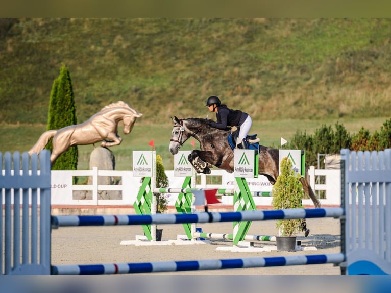 Mecklenburger Warmblut Wallach 9 Jahre 168 cm Schimmel in ADAZI