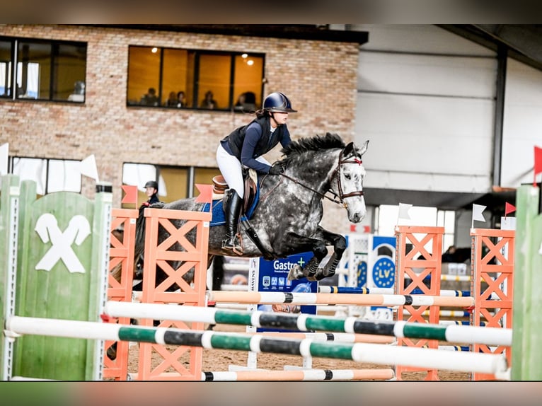 Mecklenburger Warmblut Wallach 9 Jahre 168 cm Schimmel in ADAZI