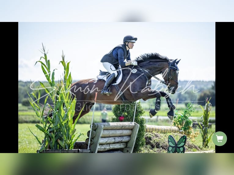 Mecklenburger Warmblut Wallach 9 Jahre 170 cm Dunkelbrauner in Neuental