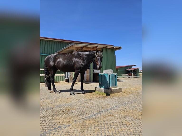 Mecklenburger Warmblut Wallach 9 Jahre 172 cm Schwarzbrauner in Emskirchen