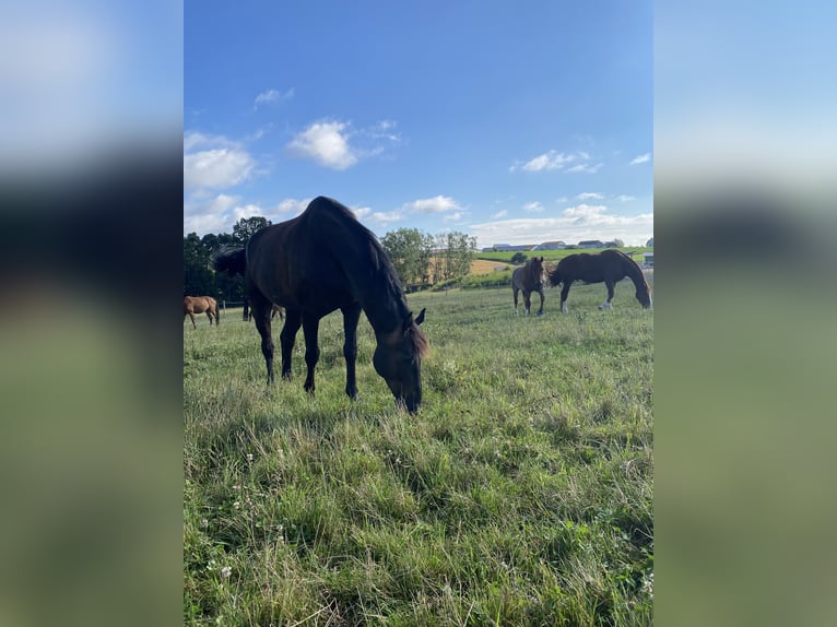Mecklenburger Warmblut Wallach 9 Jahre 172 cm Schwarzbrauner in Emskirchen
