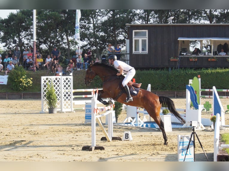 Mecklenburger Warmblut Wallach 9 Jahre 176 cm Brauner in Kavelstorf