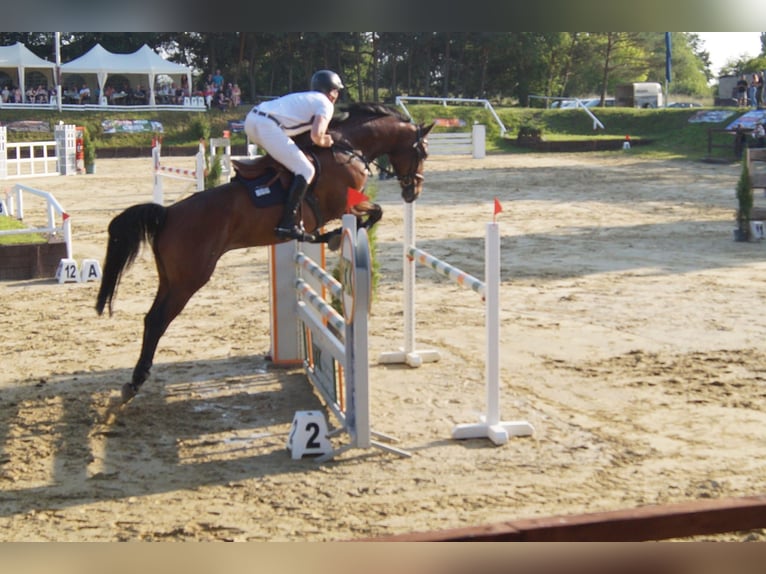 Mecklenburger Warmblut Wallach 9 Jahre 176 cm Brauner in Kavelstorf