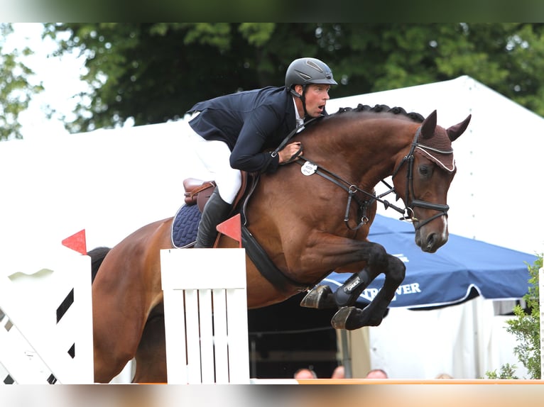 Mecklenburger Warmblut Wallach 9 Jahre 176 cm Brauner in Kavelstorf