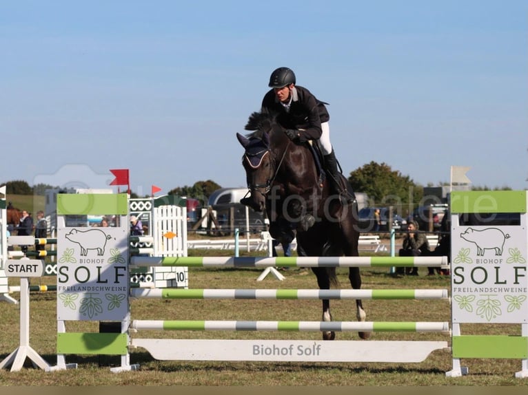 Mecklenburger Warmblut Wallach 9 Jahre 176 cm Rappe in Sietow