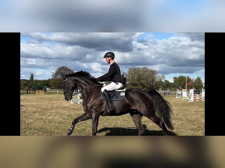 Mecklenburger Warmblut Wallach 9 Jahre 176 cm Rappe in Sietow