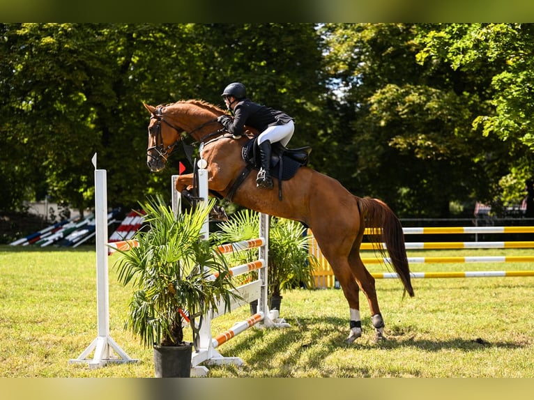 Mecklenburger Warmblut Wallach 9 Jahre 182 cm Fuchs in Brambach