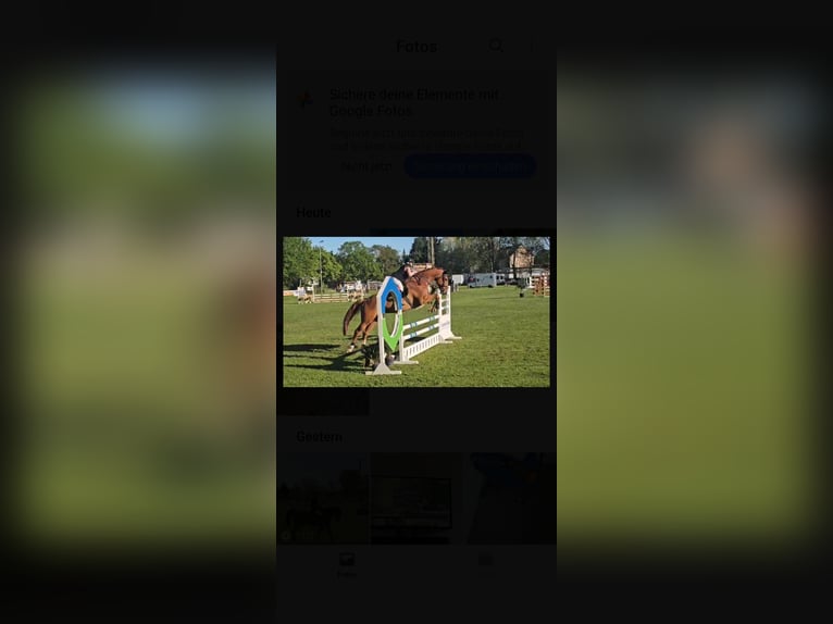 Mecklenburger Warmblut Wallach 9 Jahre 182 cm Fuchs in Brambach