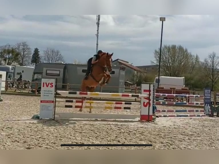 Mecklenburger Warmblut Wallach 9 Jahre 182 cm Fuchs in Brambach