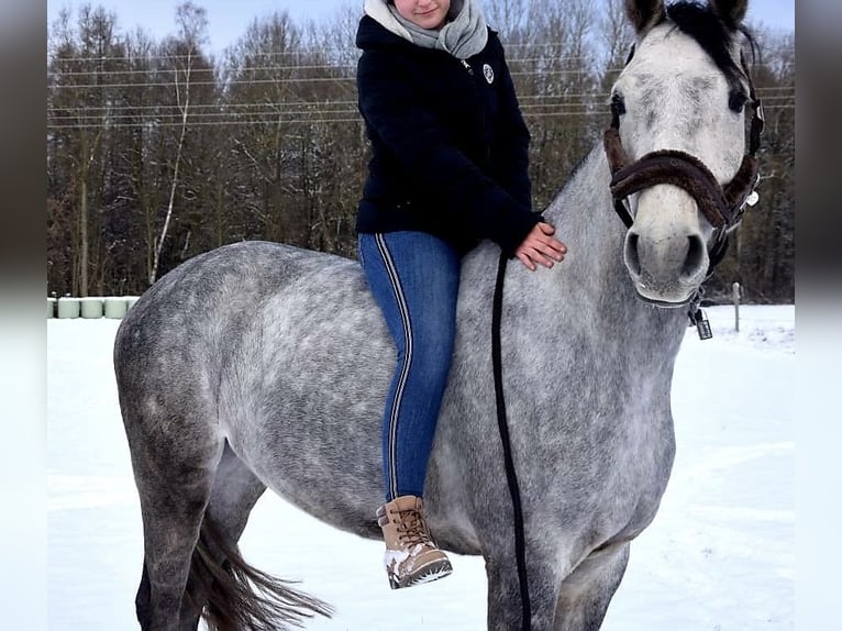 Mecklenburger Warmblut Wallach 9 Jahre Schimmel in Niepars