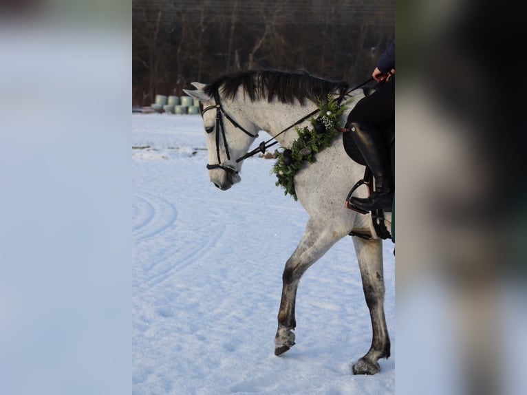 Mecklenburger Warmblut Wallach 9 Jahre Schimmel in Niepars