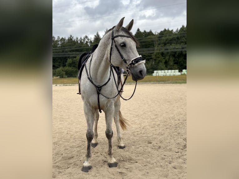 Mecklenburger Warmblut Wallach 9 Jahre Schimmel in Niepars